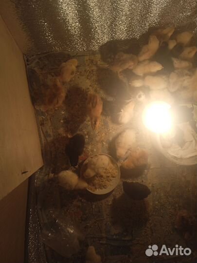 Цыплята суточные