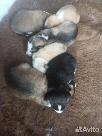 Щенки Лайки в добрые руки