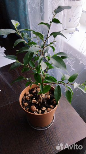 Фикус Наташа