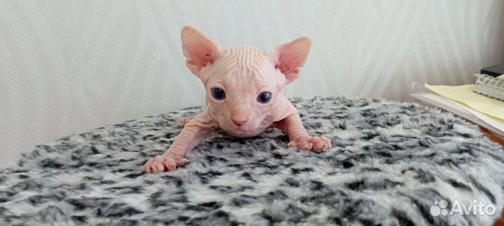 Канадский сфинкс котенок