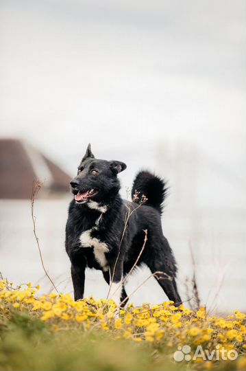 Метис лайки Сева в добрые руки