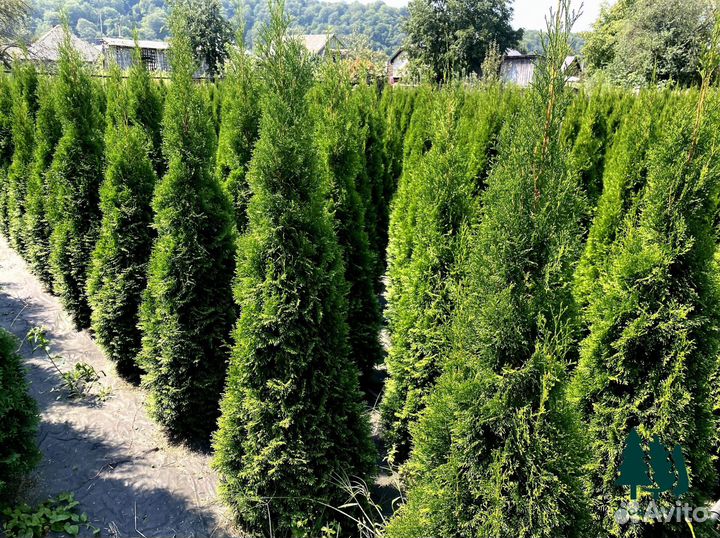 Туя Смарагд 1,85 м и др