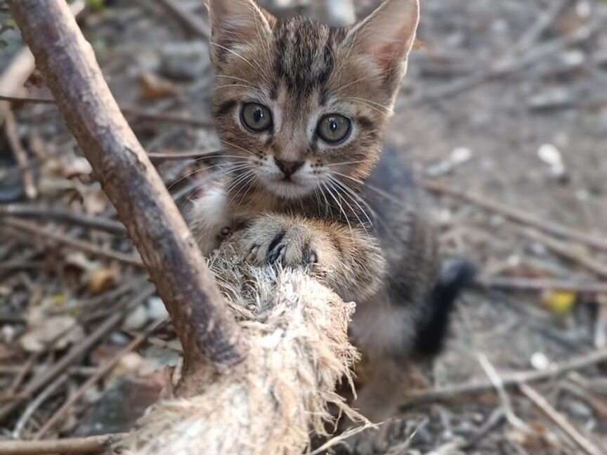 Котёнок, кому приглянулся душе