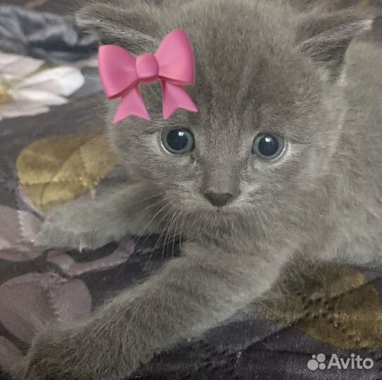 Британские котята
