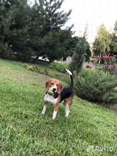 Бигль вязка