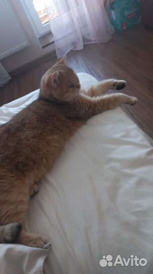 Шотландский Котей