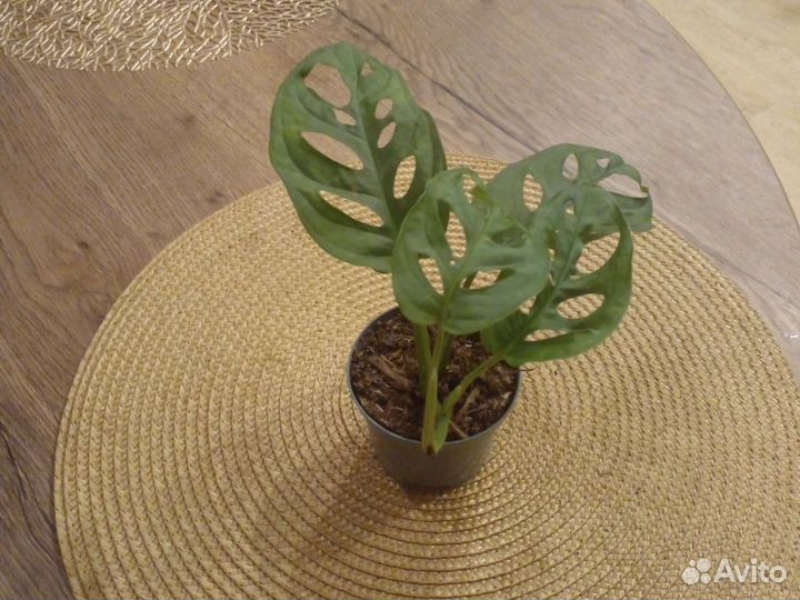 Монстера манки маск