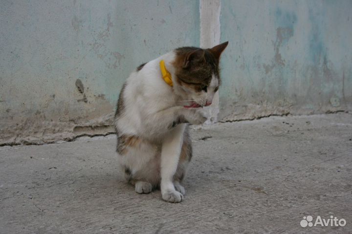 Свободолюбивый, харизматичный красавец Василий