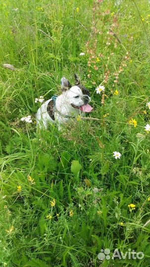 Отдам в добрые руки французского бульдога