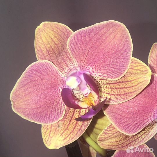 Орхидея фаленопсис Мария Тереза Maria Theresa