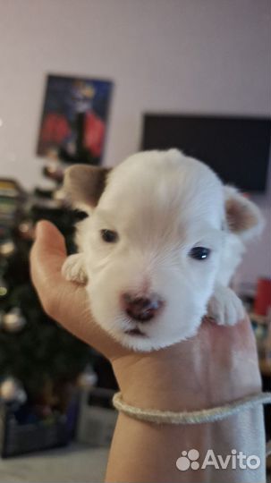 Бивер и биро йорки