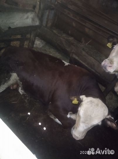 Продам быков