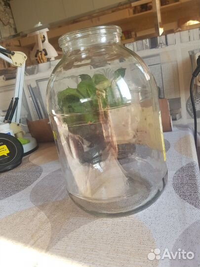 Банки стеклянные 3 литра