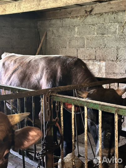 Продам бычков