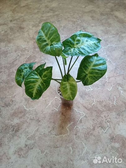 Алоказия,Сингониум,Спатифиллум,Сциндапсус,Циперус