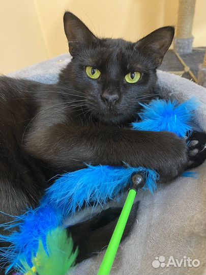 Добрейший и скромнейший котик Сёма ищет дом