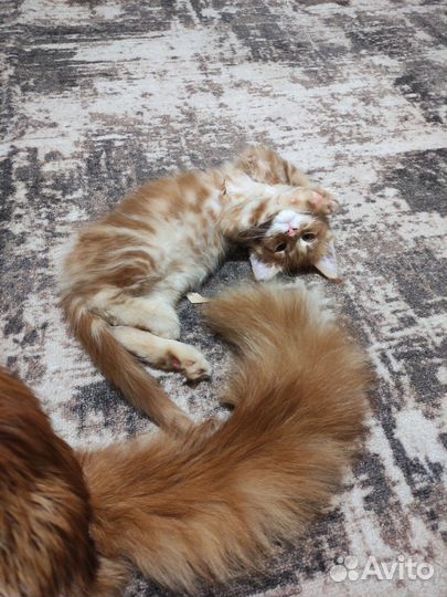 Котята мейн-кун