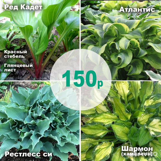 Обновление Сортовые хосты