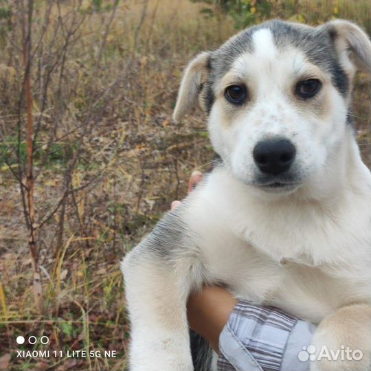 Баксик ищет семью