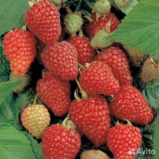 Саженцы Малины полька