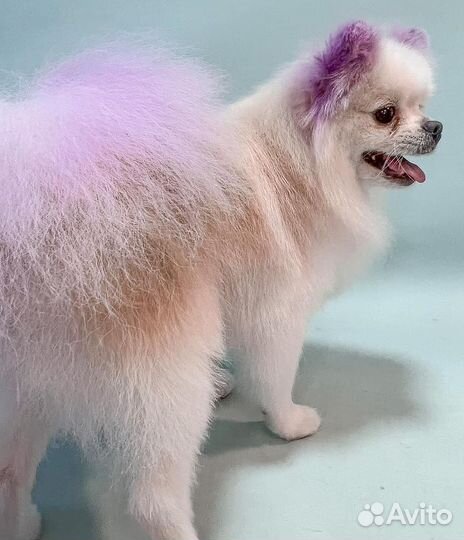 Грумминг собак и кошек