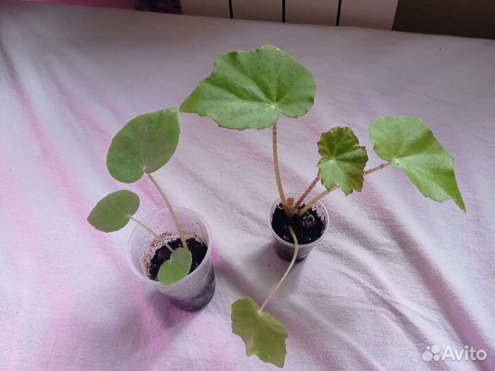 Бегония как у бабушки