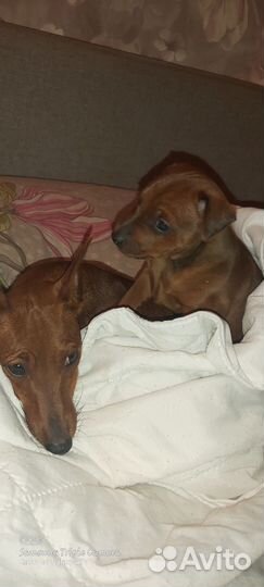 Щенки цвергпинчера