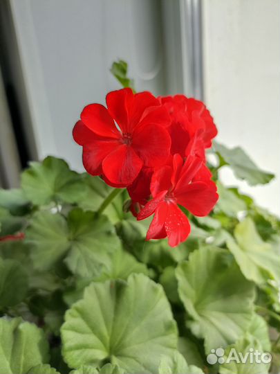 Герань пеларгония