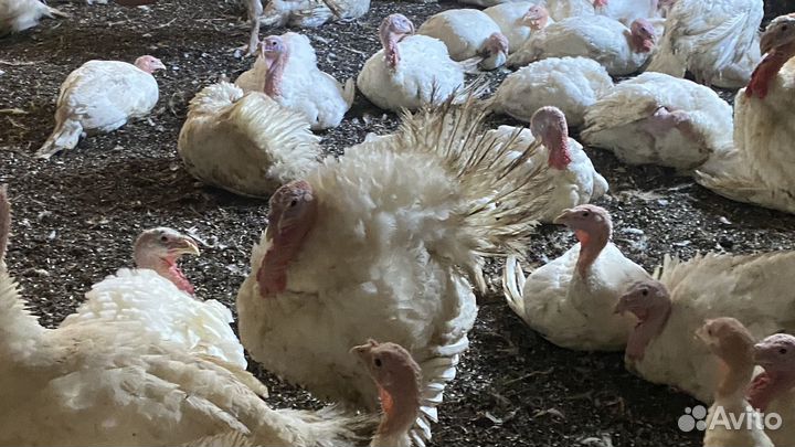 Продам индюков