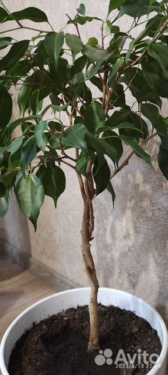 Фикус Бенджамина