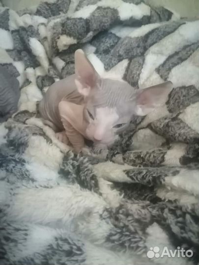 Донской сфинкс котята
