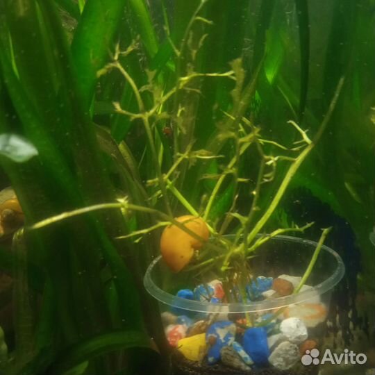 Аквариумные рыбки