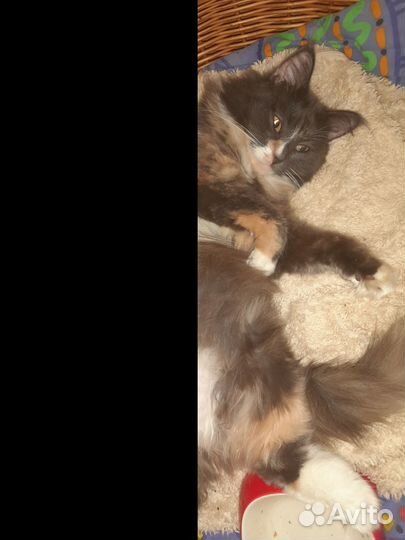 Кошка
