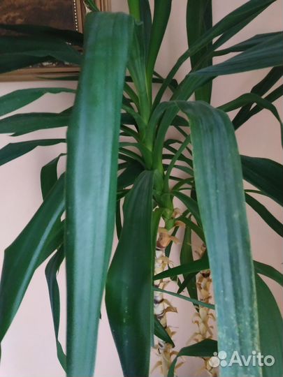 Пальма юкка