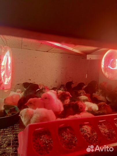Цыплята несушки