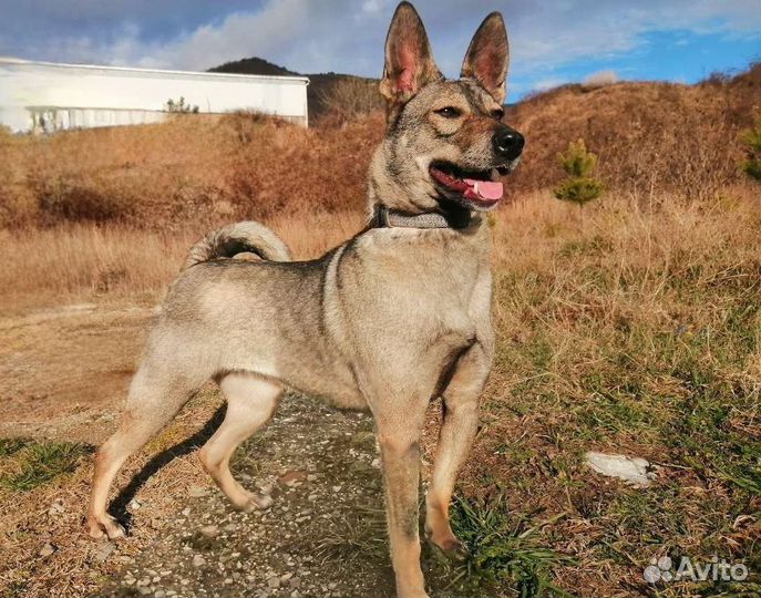 Собака в добрые руки
