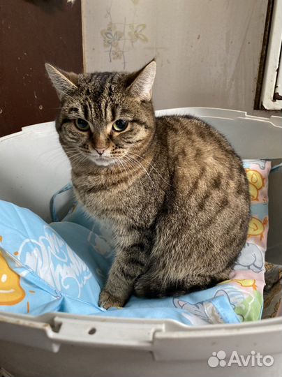 Котики в приюте