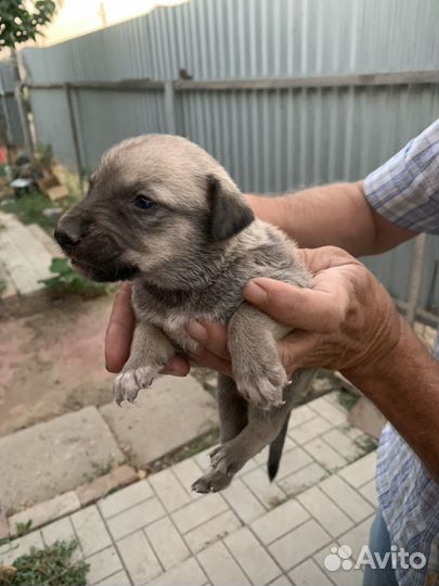 Собака в добрые руки отдам бесплатно