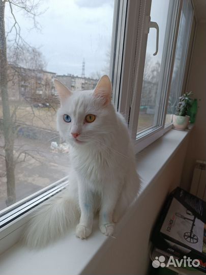 Кошка турецкая ангора