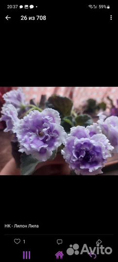 Детки сортовых фиалок