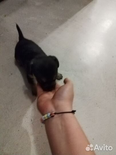 Щенки чихуахуа