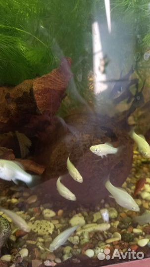 Аквариумные рыбки,и живой корм