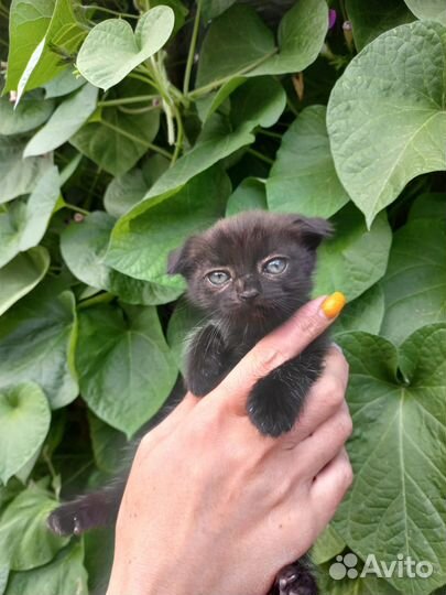 Котята