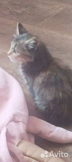 Кошка в дар бесплатно