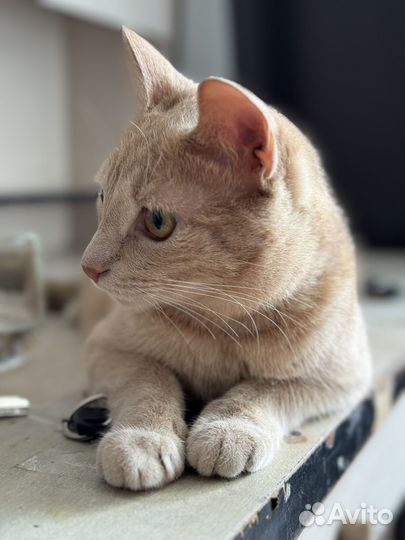 Кот в добрые руки