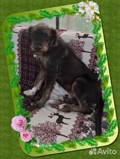 Собака в добрые руки