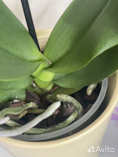 Фаленопсис