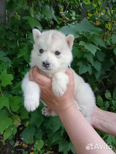 Щенки сибирской хаски