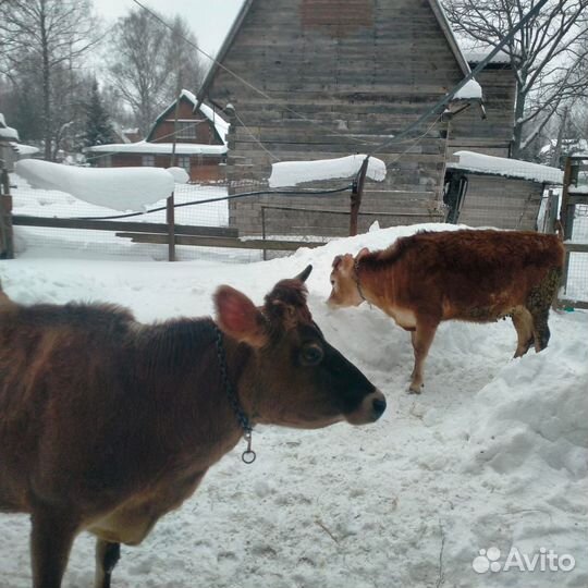 Джерсейская корова нетель