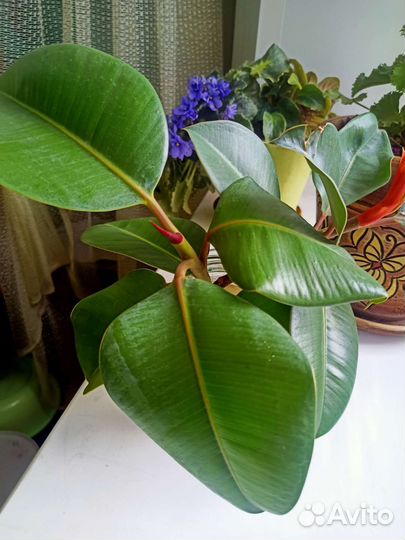 Фикус каучуконосный (эластика)